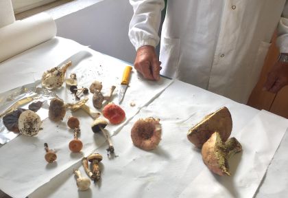 micologo che controlla funghi