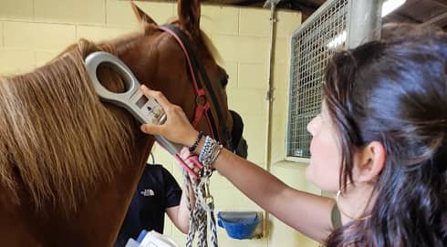 la dott.ssa Carone mentre visita un cavallo da palio