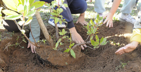 mani di bambini mentre piantano un albero