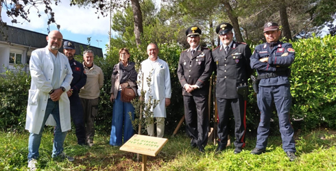 «Un albero per la salute», a Massa Marittima ecco un leccio per l’ospedale