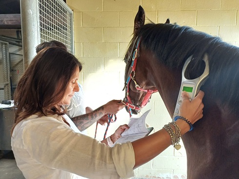 previsite cavalli per Palio agosto 2025